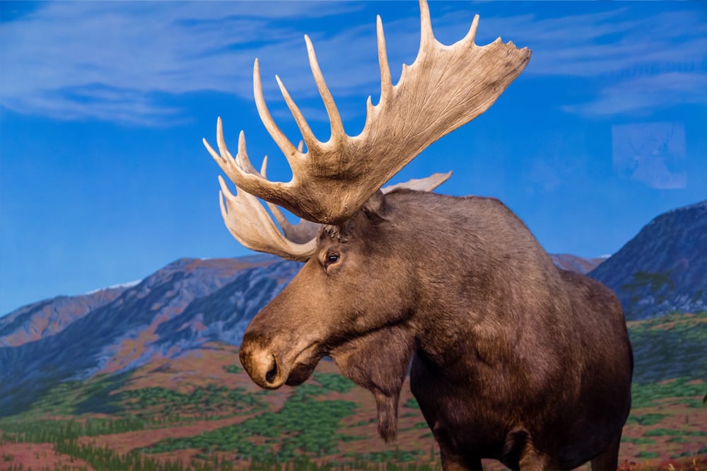 Moose in Alaska