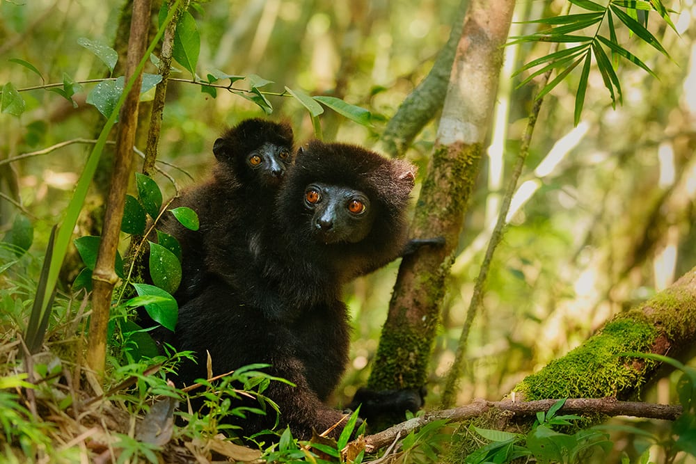 Black Lemurs in Madagascar Black Lemurs in Madagascar