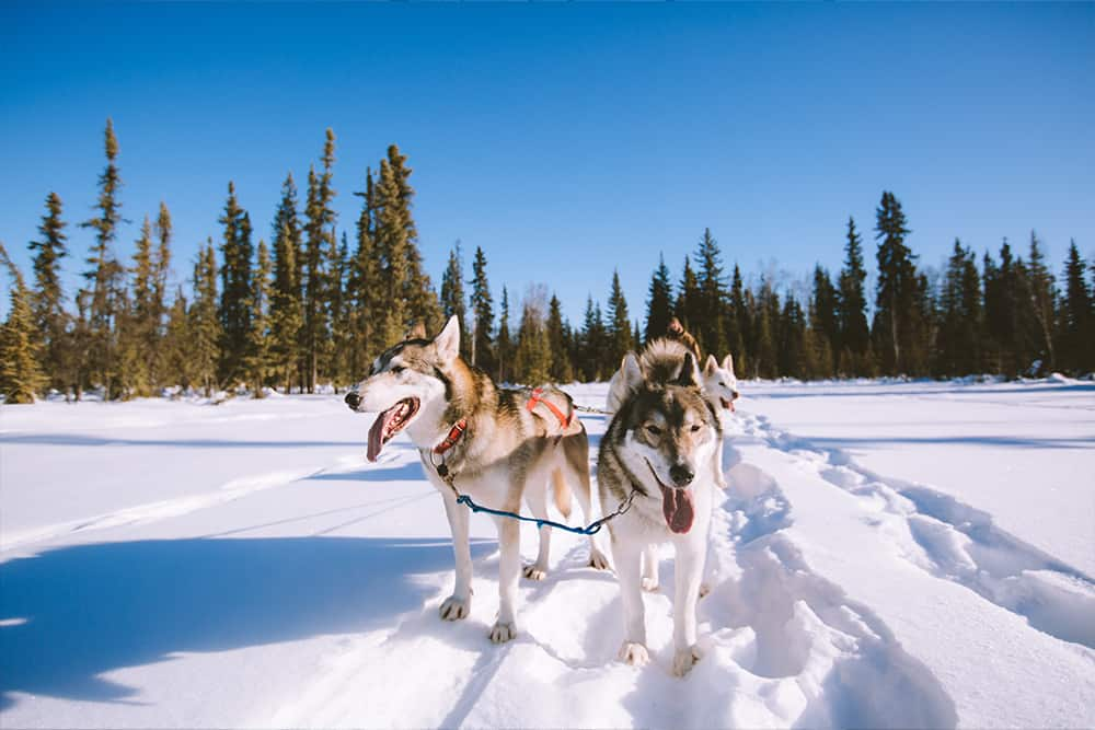 Dog Sledding in Alaska