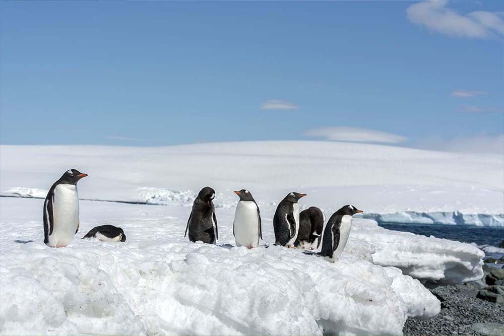 Visit Antarctica