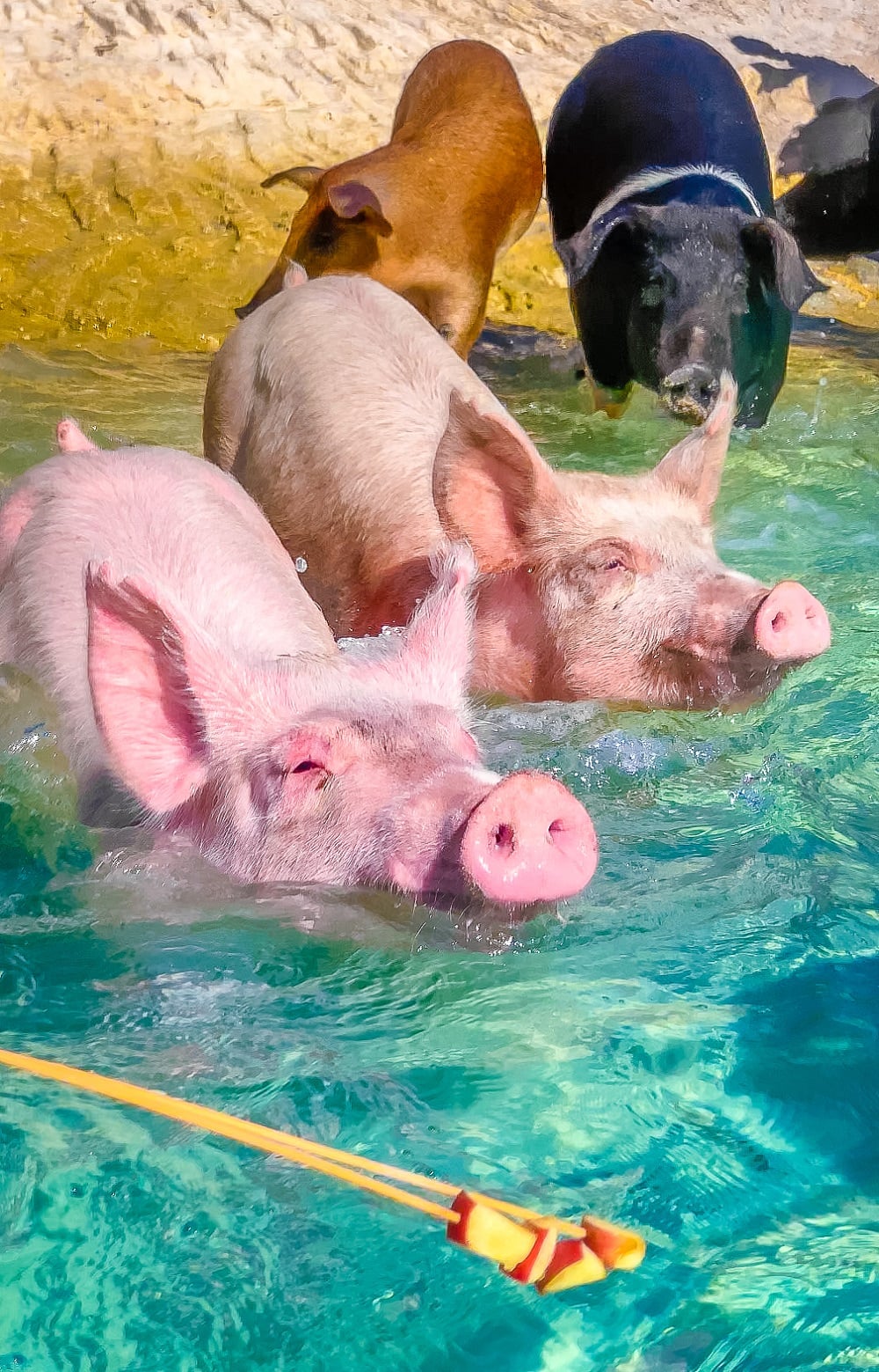Swimming Pigs of Treasure Island Bahamas Swimming Pigs