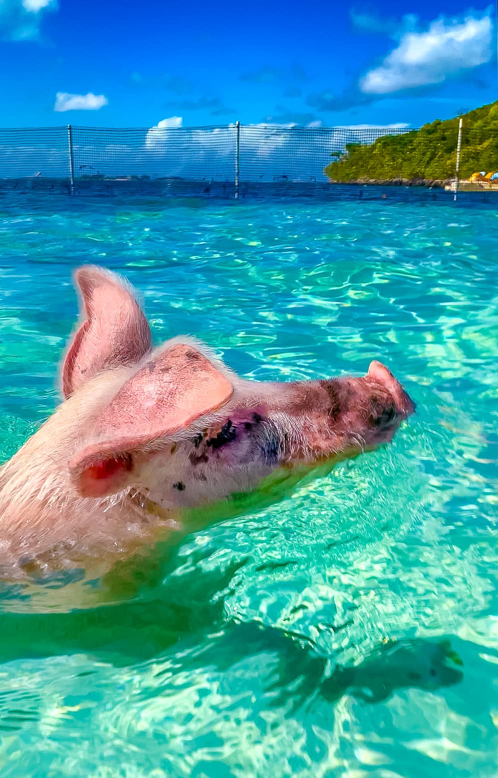 Swimming Pigs on Great Stirrup Cay Bahamas Swimming Pigs