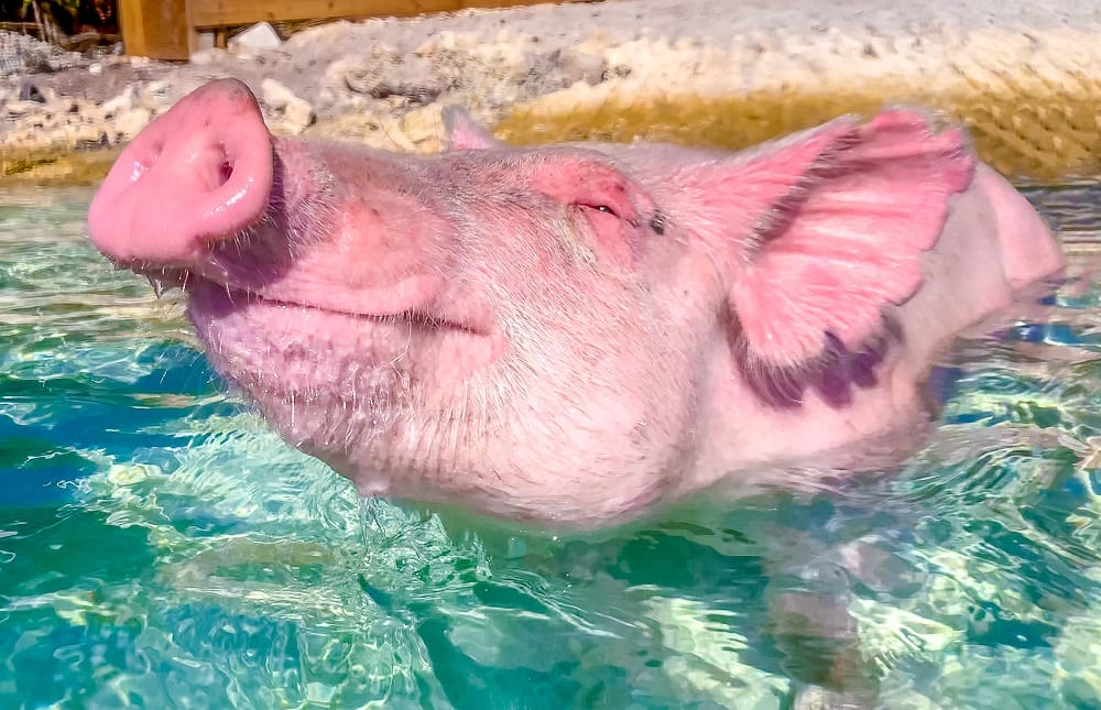 Swimming Pigs of Treasure Island Bahamas Swimming Pigs