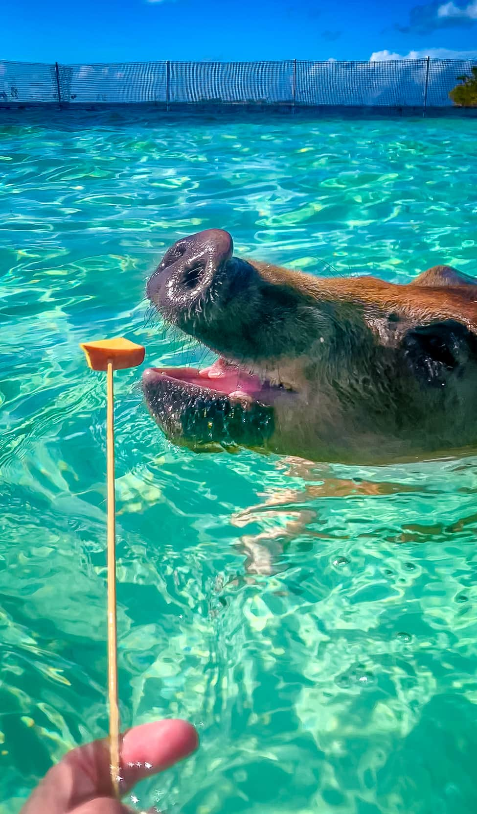 Bahamas Swimming Pigs