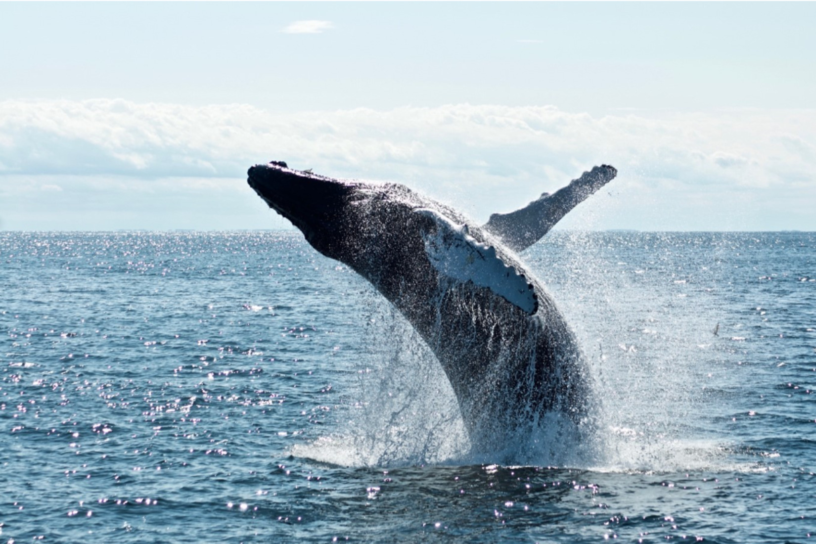 Whale Watching in Alaska