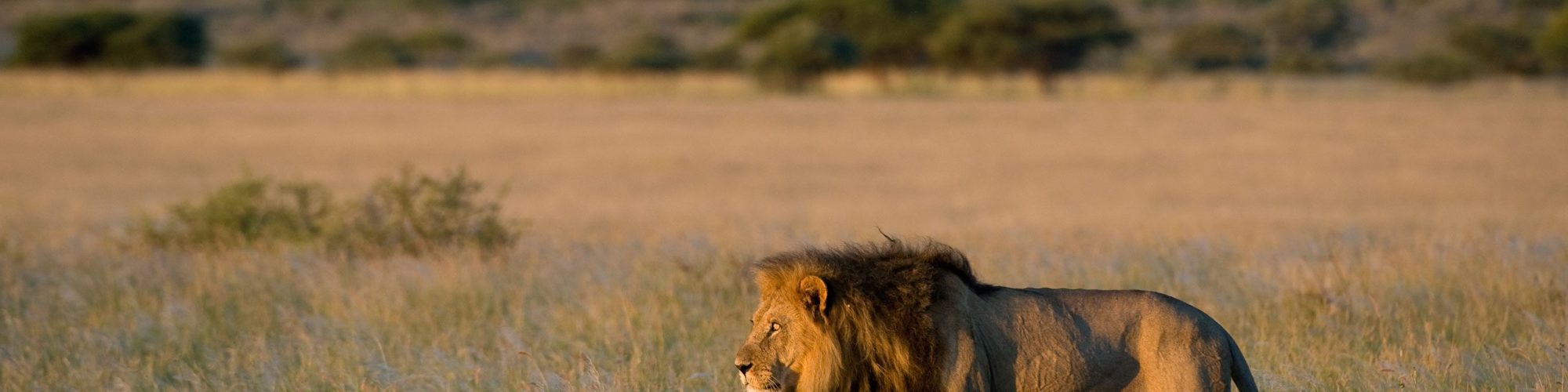 Central Kalahari Game Reserve Travel travel agents packages deals