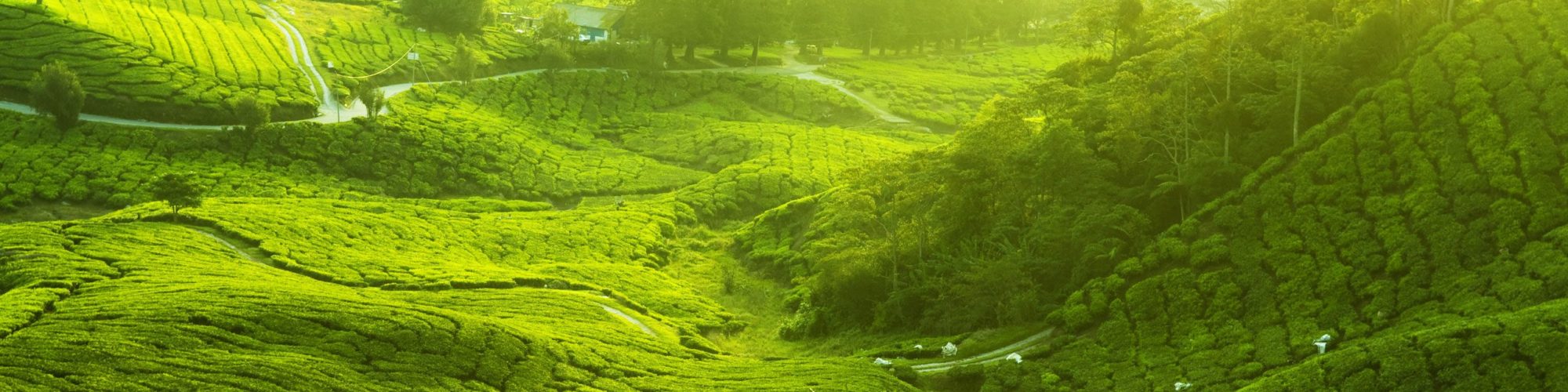 Cameron Highlands Travel travel agents packages deals