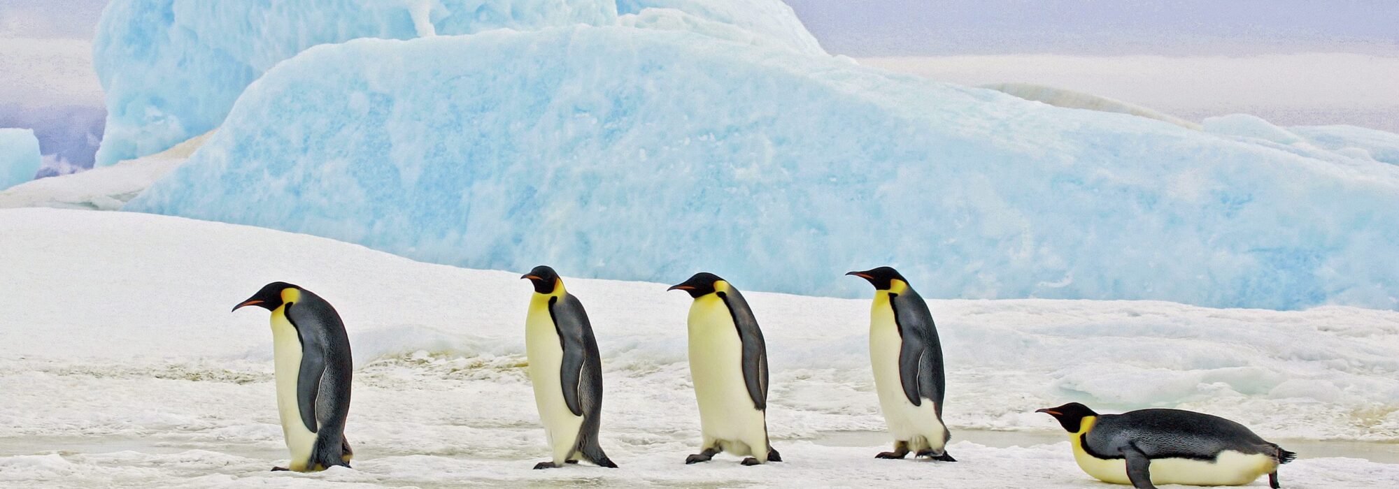 Antarctica travel agents packages deals