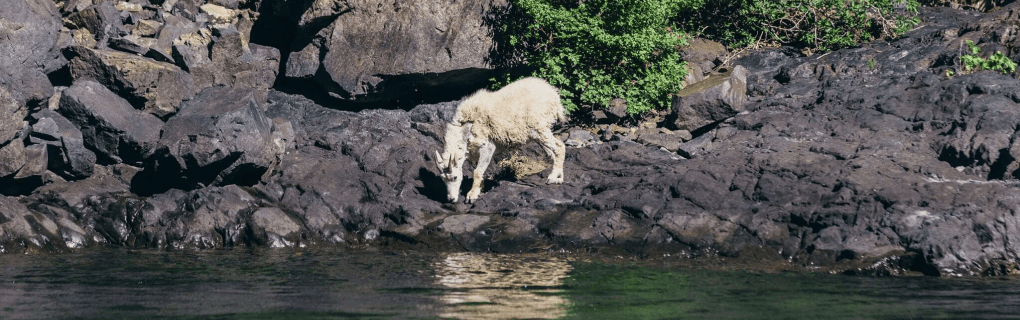 Best Travel agency for cruises in Idaho. Use the cruise travel agent experts at Vincent Vacations travel agency. They have cruise agents in Idaho ready to help. In travel since 2002, Vincent Vacations has the best cruise travel agents certified and awarded in ocean cruises, river cruises, expedition cruises, yacht style, sailing vacations and more.