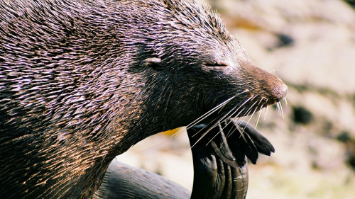 Abel Tasman Sailing, Walking & Seal Watching Day Excursion