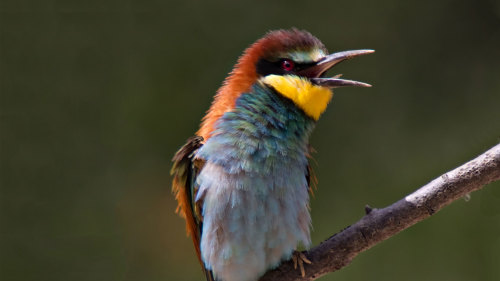 Bird Watching at Ria Formosa Natural Park & Castro Marim Nature Reserve