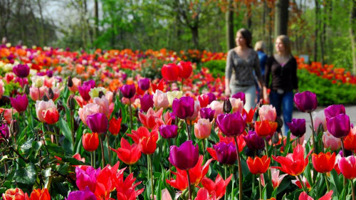 Guided Keukenhof Gardens & Haarlem Tour with Picnic Lunch