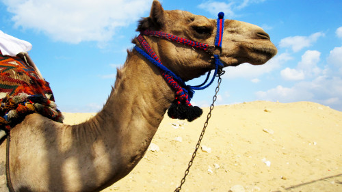 Darau Camel Market Half-Day Private Tour