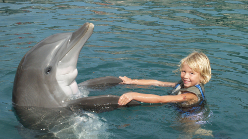 Dolphin Quest