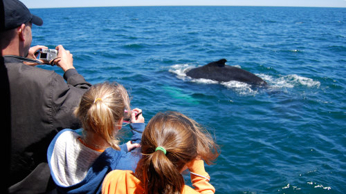3-Hour Whale-Watching Cruise & New England Aquarium