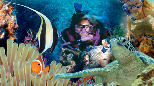 Introductory Scuba Dive by Queensland Scuba Diving