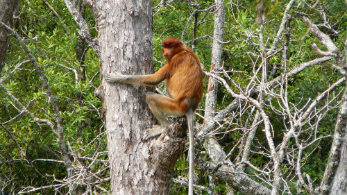 Small-Group Proboscis Monkey River Safari by Urban Adventures