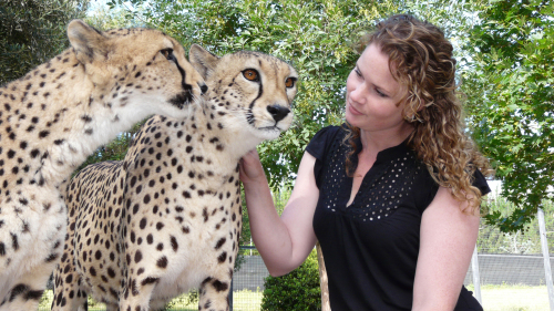 Meet a Cheetah Encounter at the National Zoo & Aquarium