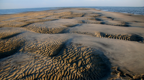 Salt Marsh Adventure Tour