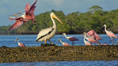 Everglades Private Photography Safari