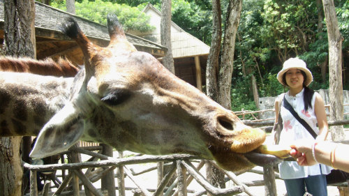 Chiang Mai Zoo Admission with Roundtrip Transfer
