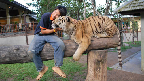 Tiger Kingdom & Padong Long-Necked Hill-Tribe Village Half-Day Tour by Tour East Thailand