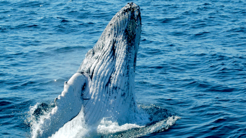 Whale Watching Cruise by Whale Watch Experience