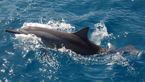 Dolphin-Watching Full-Day Cruise