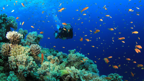 Wasini Island Snorkel & Scuba Full-Day Tour with Lunch