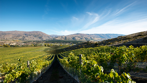 Central Otago Boutique Wine Full-Day Tour by Appellation Central Wine Tours