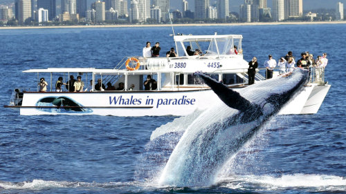 Whale Watching & Canal Cruise by Whales in Paradise
