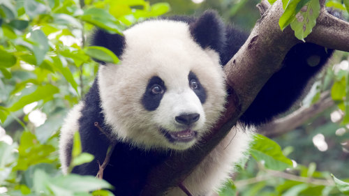 Guangzhou Day Trip with Giant Panda Encounter by Tour East