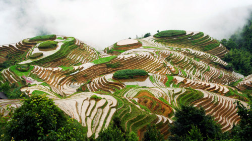 Longsheng Rice Terraces Private Tour with Lunch