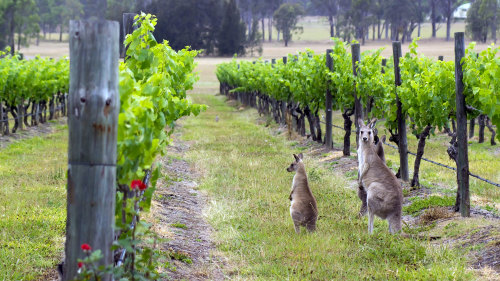 Hunter Valley Wineries Day Tour