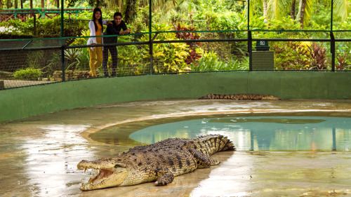 Private Crocodile Farm & Underwater World Tour by Tour & Incentive Travel