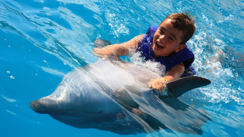 Up-Close Dolphin Encounter for Kids