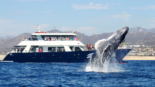 Whale-Watching Brunch Cruise