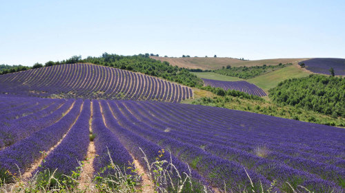 Lavender Afternoon Tour