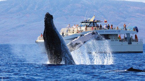 Whale-Watching Tour from Lahaina