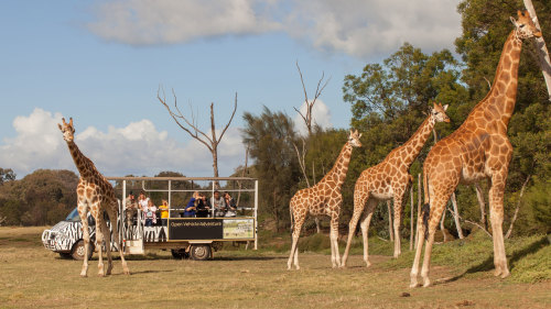 Off-Road Safari at the Werribee Open Range Zoo