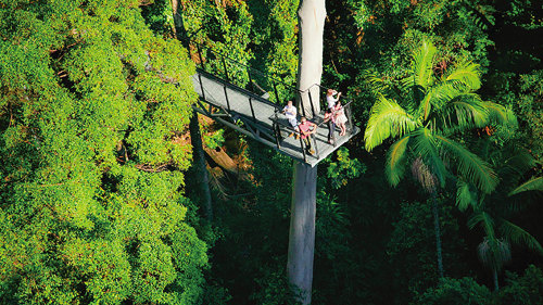 Tamborine Rainforest & Skywalk Day Trip by Australian Day Tours