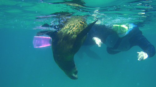 Queenscliff Seal & Dolphin Swim Cruise