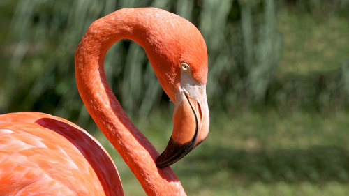 Celestun Flamingo Excursion