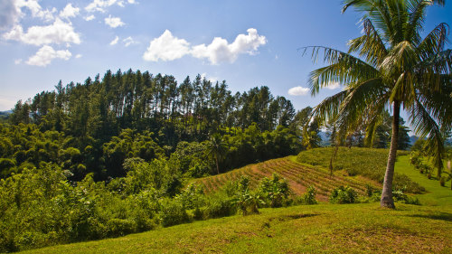 Croydon Plantation Tour