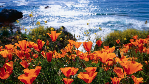 California Coastline: Monterey & Carmel by Tower Tours