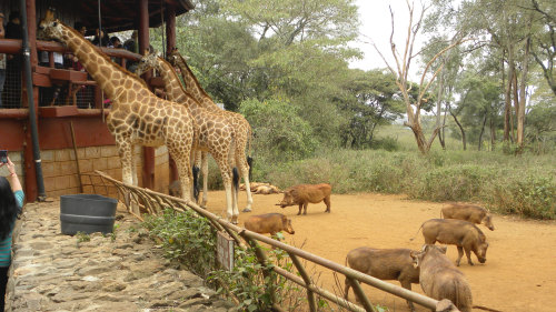 Small-Group Parks, Giraffes & Karen Blixen Tour by Urban Adventures