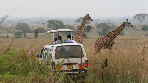 Nairobi National Park Half-Day Tour