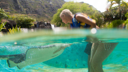 Hawaiian Ray Encounter at Sea Life Park