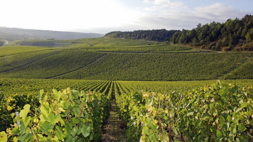 Small-Group Burgundy Region & Chablis Wine Tour