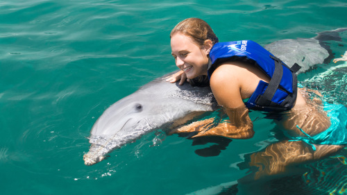 Dolphin Island Swim